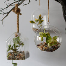 Load image into Gallery viewer, Glass Terrarium - Globe Hanging Bowl - Glass planter
