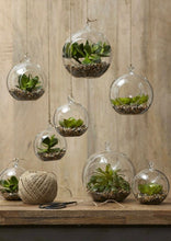 Load image into Gallery viewer, Glass Terrarium - Globe Hanging Bowl - Glass planter
